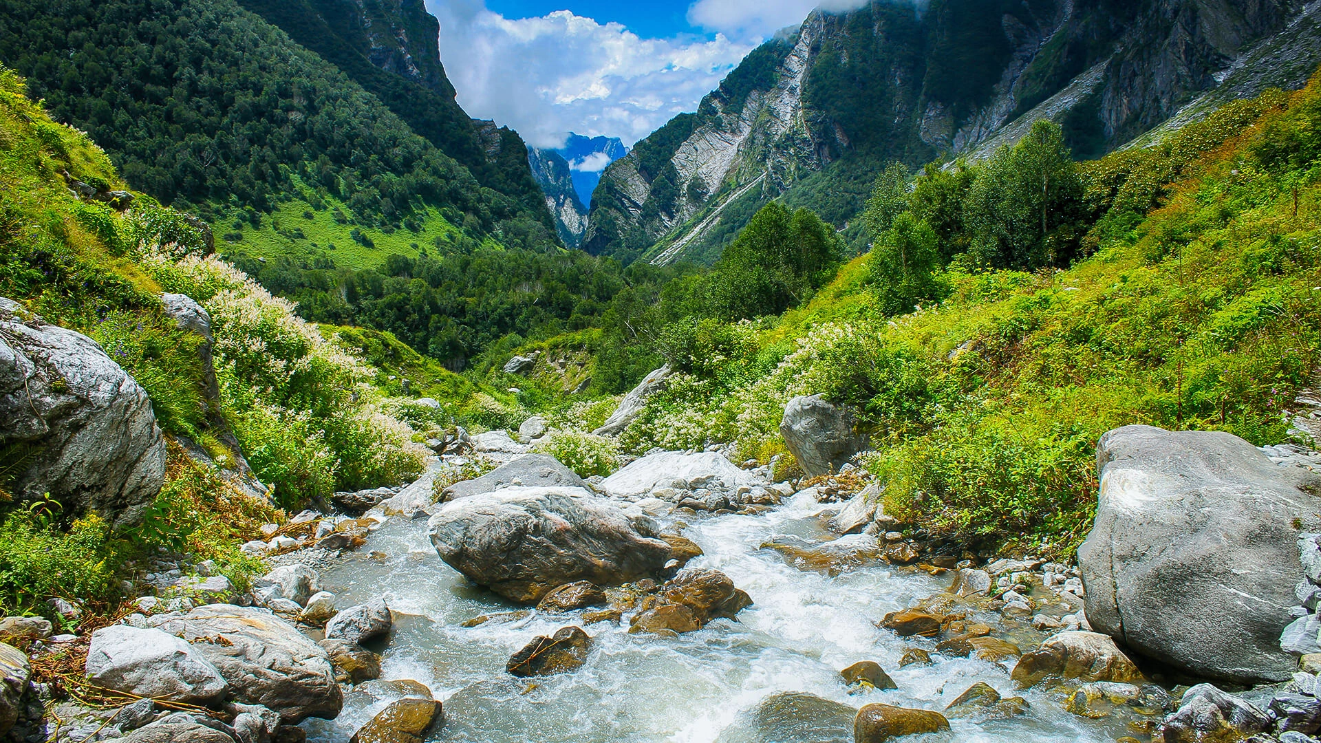 Lush green meadow filled with wildflowers in Valley of Flowers